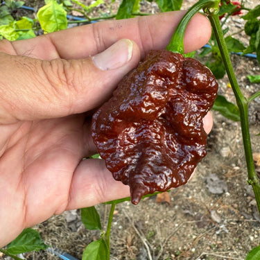Bismark Chocolate Long - Seeds - The Pepper Pantry (Formerly Marie Sharp's)